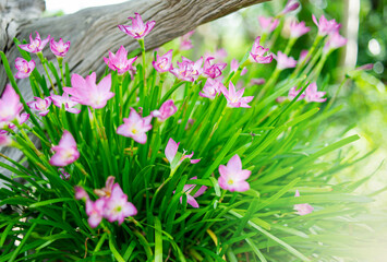 Naturally colorful flowers and fairy lights