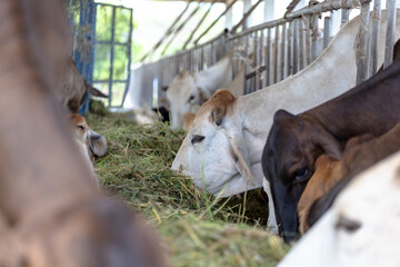 Cows are grazing happily on a large farm with good farm management
