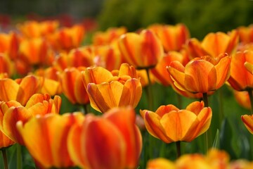 柔らかなグラデーションのチューリップ