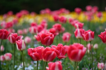 カラフルなチューリップ