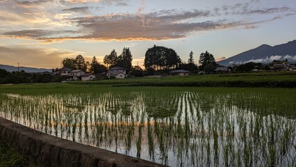 夕空が映る田んぼ　水田