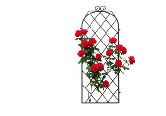 Red roses climb an arched black metal trellis, isolated on transparent background