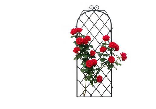 Red roses climb an arched black metal trellis, isolated on transparent background