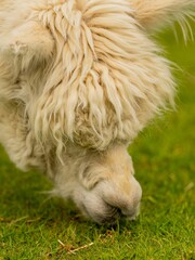 Closeup of white alpaca head during grazing on grass. Alpaca bent over to the ground to eat.