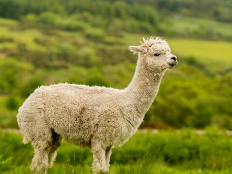 Creamy colour alpaca standing in the meadow surrounded by hills and trees. Freely grazing animal.