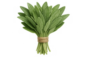 Sage bunch tied with rustic twine, resting on clean transparent surface, prepared for cooking