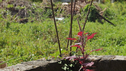 Red spinach plant in flower, macro, blurred background