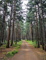 Obraz premium Path Through Forest Trees Landscape Nature Scenery