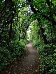 Obraz premium Path Through Lush Green Forest Trees