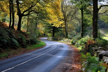 A winding road cuts through a lush forest with trees lining the path