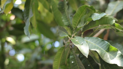 Mango tree leaves attacked by whitefly pests, macro, blurred background