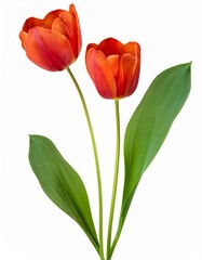 Two Vibrant Orange Tulips with Lush Green Leaves Isolated on White Background