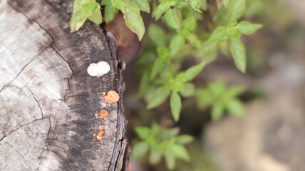 Brown fungus growing on dead log, macro, blurred background
