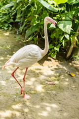 Flamingo bird standing on muddy ground with green leafy background in natural light, showing elegant posture and soft pink feathers in peaceful outdoor setting