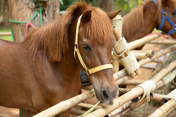 Brown horse with light colored halter eating grass near bamboo fence in natural outdoor setting,...