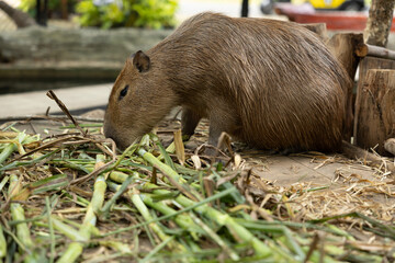 Capybara eating green stalks and dry hay on wooden surface in natural outdoor environment with...