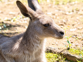 休んでいるベネットアカクワワラビー