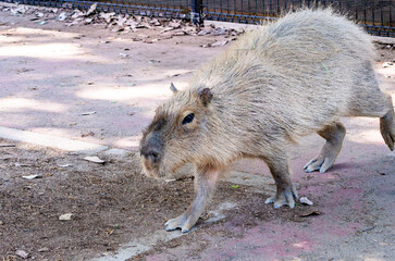 散歩をするカピバラ