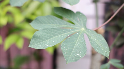 Morning dew on green finger-shaped cassava leaves, macro, blurred background
