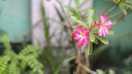 Red adenium flowers are blooming in the garden