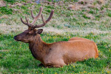 Male elk laying in meadow