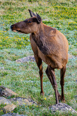 Doe elk watching tourists