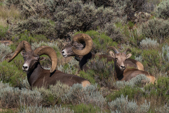 Three male rocky mountain bighorn sheep seen in Taos New Mexico