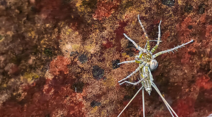 Sea Spider on Coral Reef Marine Arthropod Underwater Wildlife