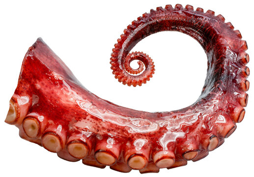 Octopus's arms with Octopus suckers isolated on white background, Octopus's arms on white PNG file.