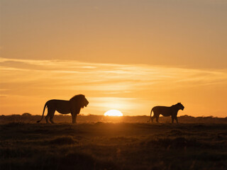 savanna, sunset, lions, silhouette, gold, warmth, wildlife, freedom, vastness