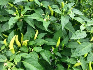 cayenne pepper plants that grow healthily and bear abundant green and slightly red fruit