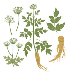 Stylized Botanical Art of Medicinal Herb Dong Quai, Anglelica sinensis, Plant, Folliage, Flower