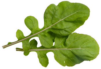 Arugula or Rocket leaves Lettuce isolated on white background, Arugula Lettuce on white PNG File.