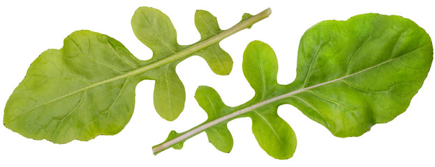 Arugula or Rocket leaves Lettuce isolated on white background, Arugula Lettuce on white PNG File.