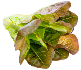 Organic Cos Lettuce isolated on white background, Cos Lettuce on white PNG File.