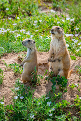 Two prairie dogs outside burrow