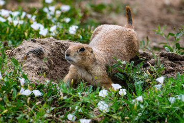 Out of the burrow
