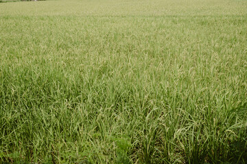 Rice paddy in summer at Thailand