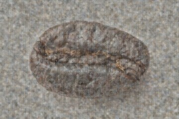 An elegant coffee bean on a textured surface, ready to be ground and brewed into a delicious beverage
