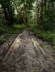 Fototapeta premium path in the woods