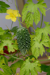 The fruit of bitter melon summer vegetable in home kitchen garden /...