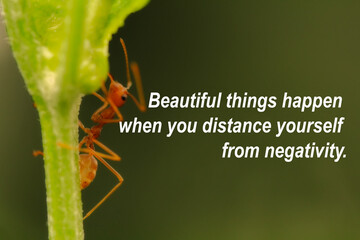 Life quotes - beautiful things happen when you distance yourself from negativity.