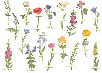 vector set of collage elements, wild flowers, creative composition, herbarium imitation, dried field plants