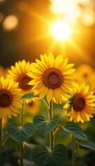 Obraz premium Sunflowers Bask in Golden Sunlight A Stunning Summer Display of Natures Beauty
