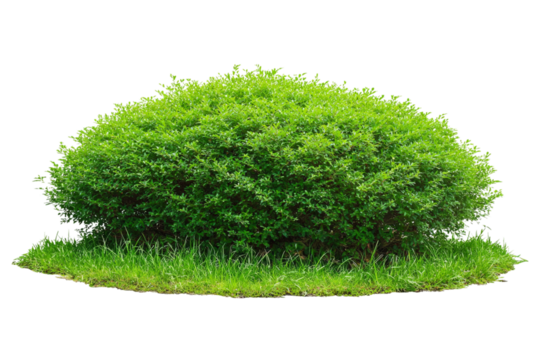 Lush Green Bush with Grass Base, Ideal for Landscaping and Garden Design Projects, High-Quality Image for Digital Compositing and Visual Enhancement isolated on transparent background