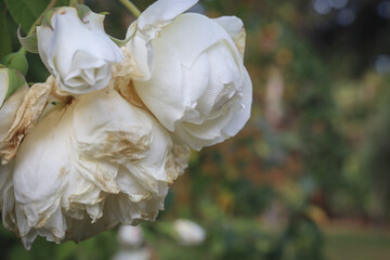white rose in the garden