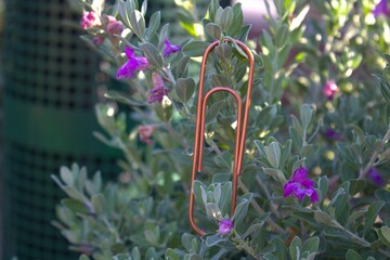 rose gold paperclip up close