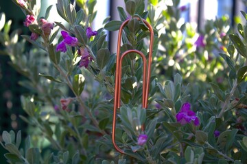 rose gold paperclip up close