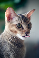 A cat with it's tongue sticking out