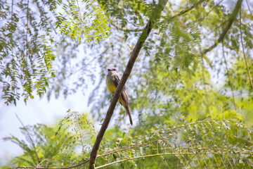 Tirano Tropical Kingbird Tyrannus melancholicus Low angle view of bird perching on branch